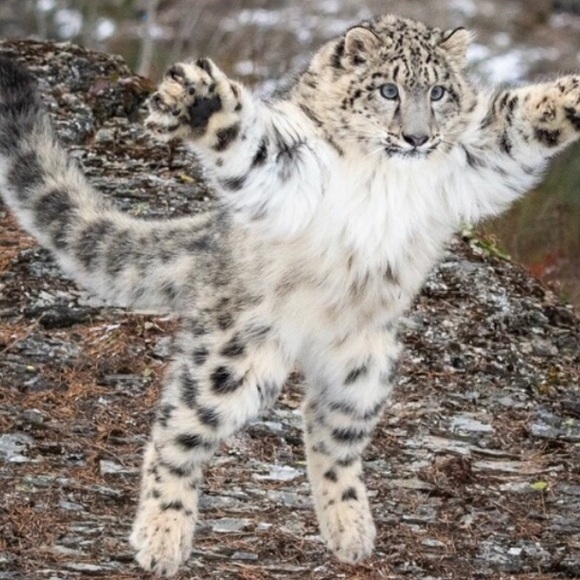 See something you like? Pounce on it! - Picture 1 of 2